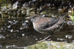 カワガラス　1802　幼鳥です！！