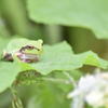アマガエル　0182　アレチノウリの葉っぱの上で！