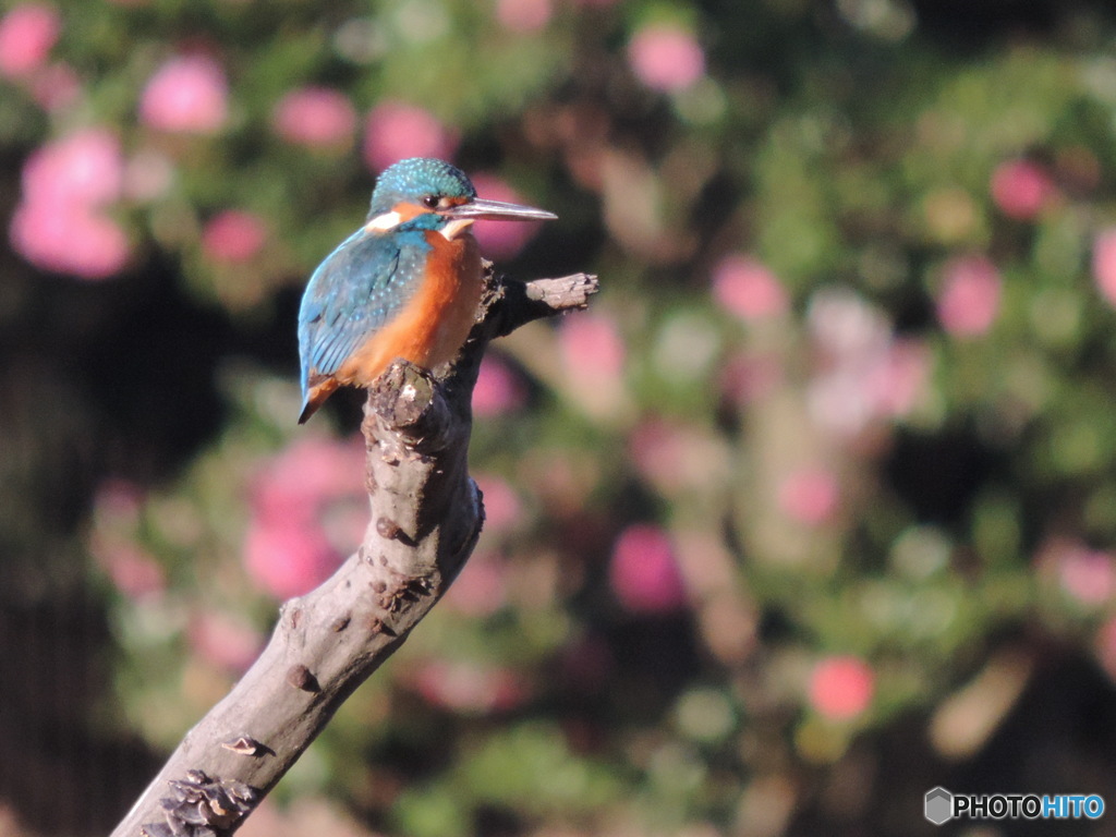 カワセミ　1122　山茶花をバックに！