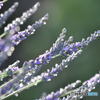 ツユ　0851  ラベンダー