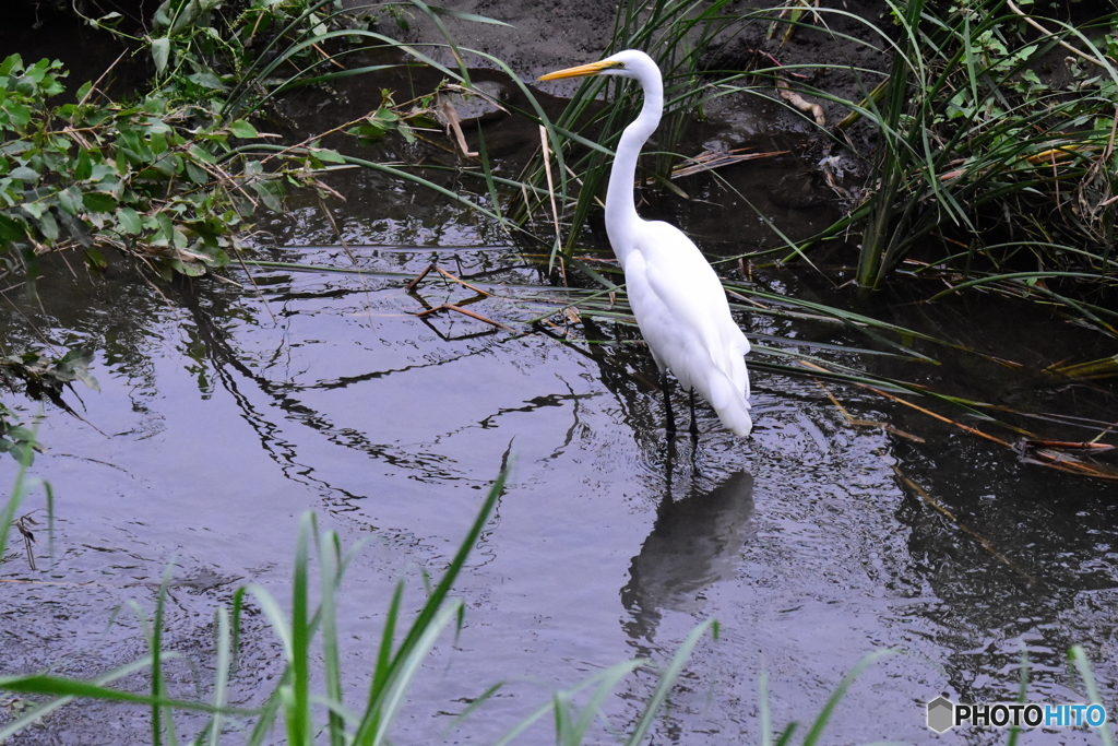 ダイサギ　9569