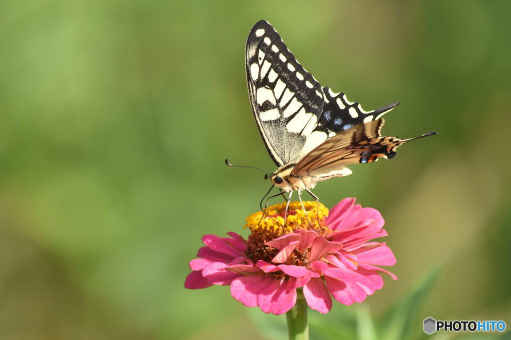 花と蝶　0557　ヒャクニチソウとアゲハチョウ