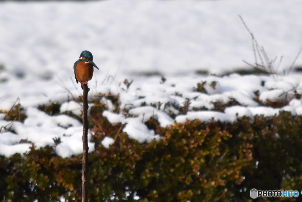 カワセミ　0774　雪をバックに