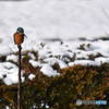 カワセミ　0774　雪をバックに