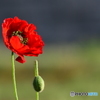 ポピー　2120