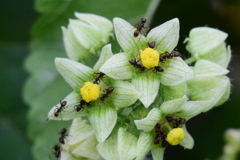 花とアリ　6468　アレチウリの花にアリ