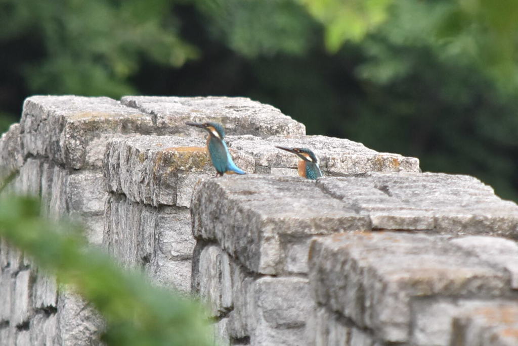 カワセミ　0617　兄弟でしょう！