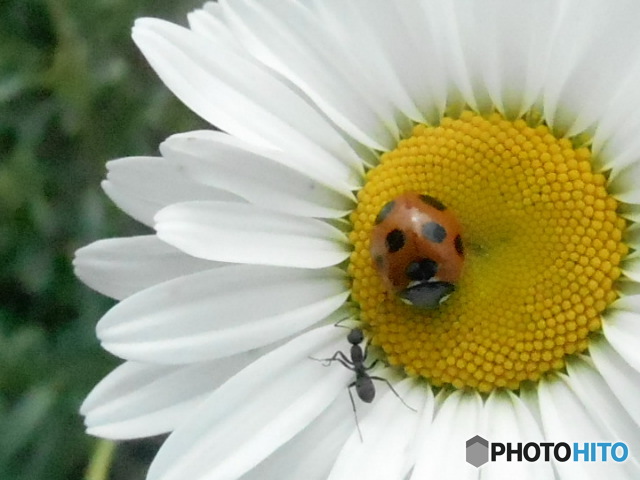 花と昆虫と　8703　マーガレットと　アリと　テントウムシと