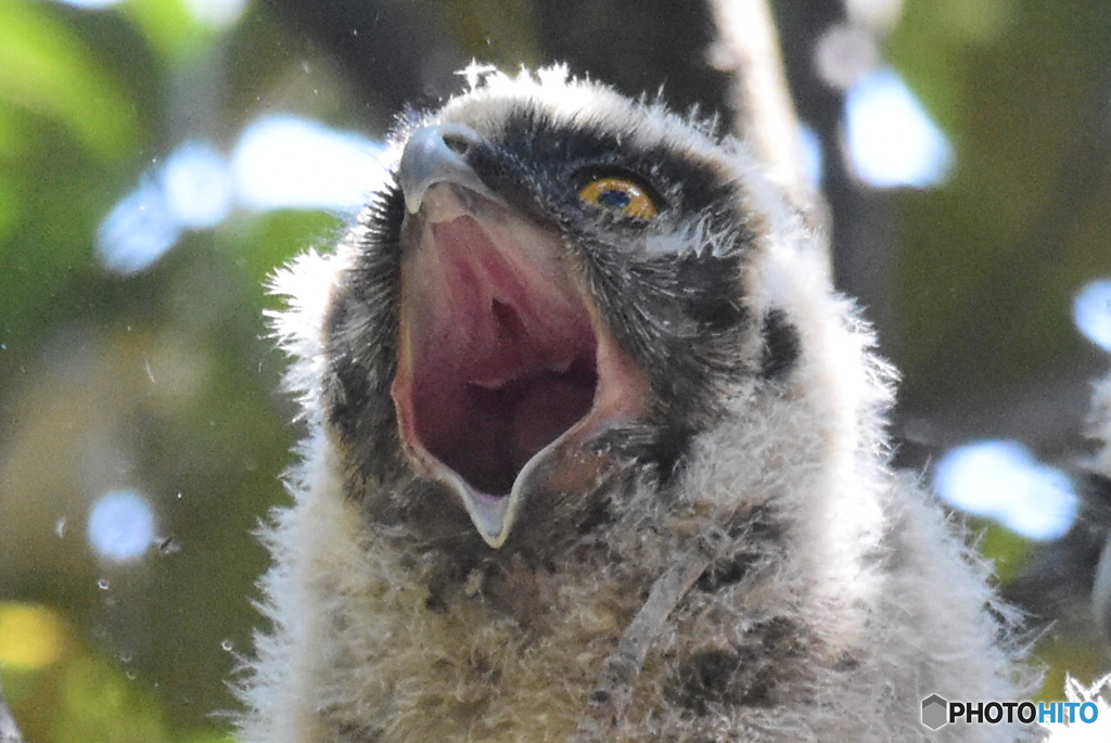 猛禽　1638　トラフズクの幼鳥！