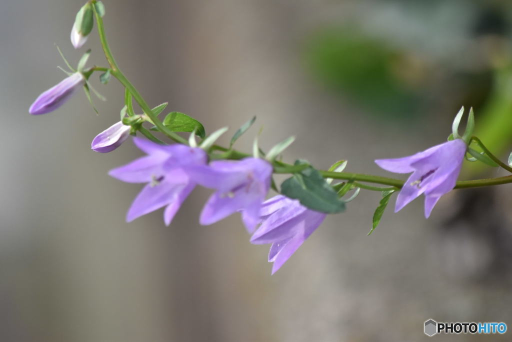 ムラサキのソバナ！　1492　名前はわかりました！　岨菜！ 　ＴＮＸ　虹橋さん！