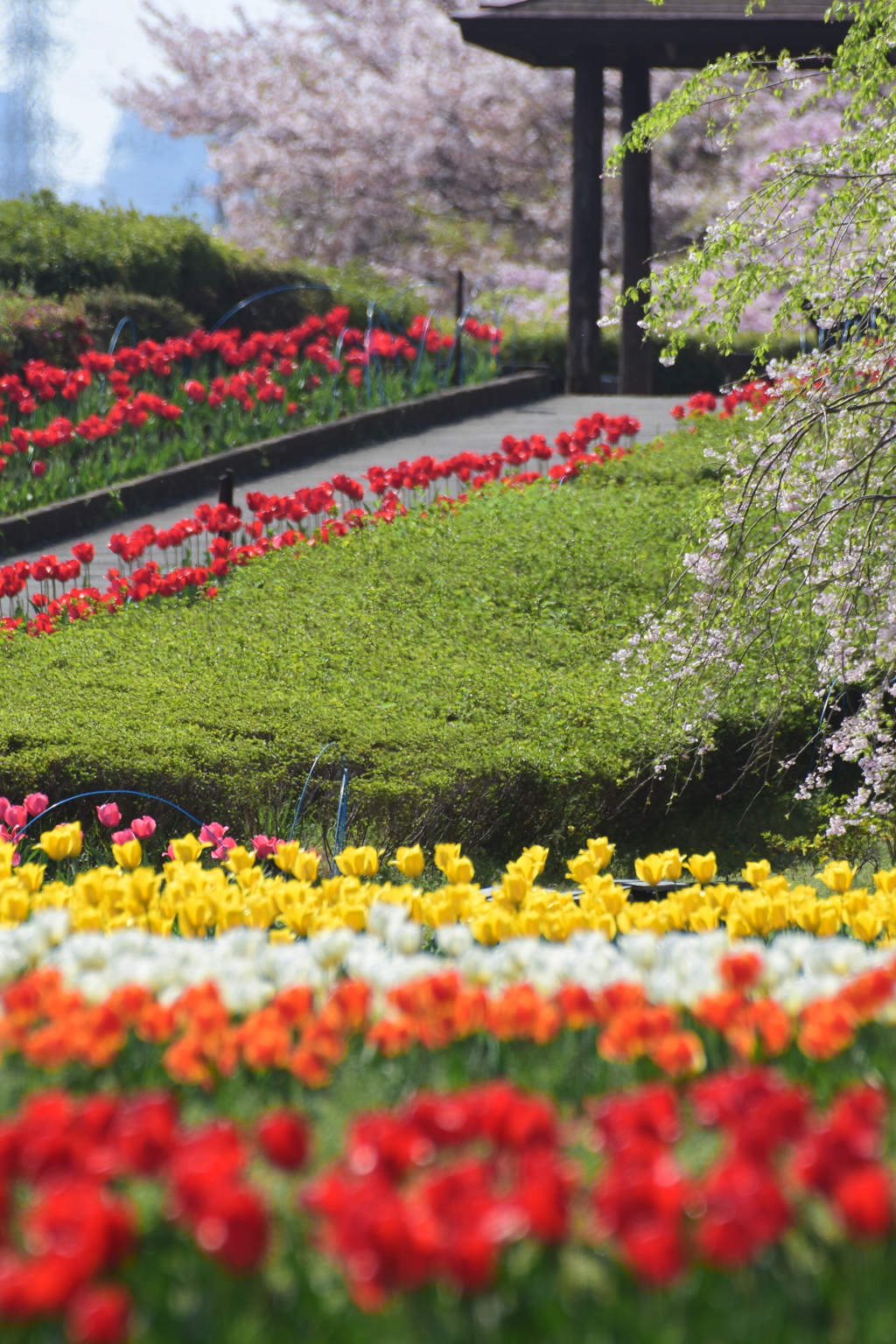 チューリップのある公園　5782