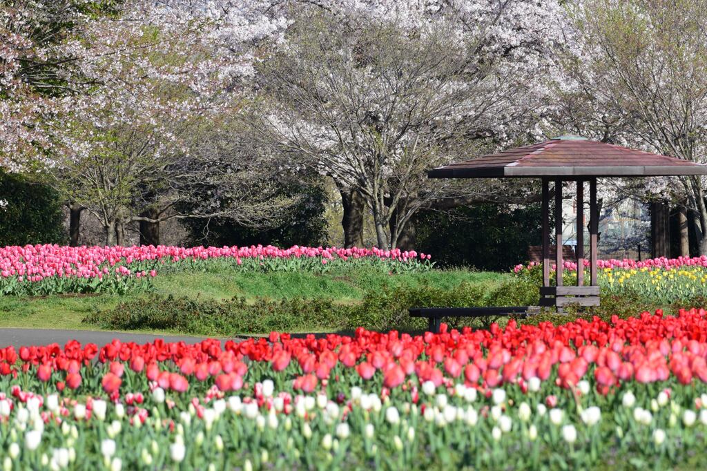 春の公園　0940_00001　　サクラ　チューリップ