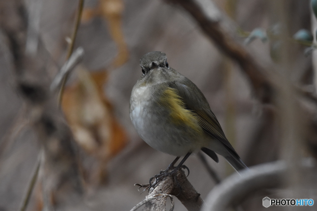 ルリビタキ　3316　♀でしょうか？　若♂でしょうか？
