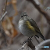 ルリビタキ　3316　♀でしょうか？　若♂でしょうか？