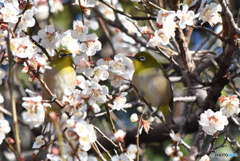 花と鳥！　1161　梅の花にメジロ！！