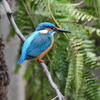 カワセミ　4858