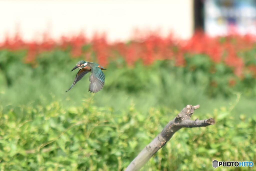 カワセミ　0275　またまた飛び出し！
