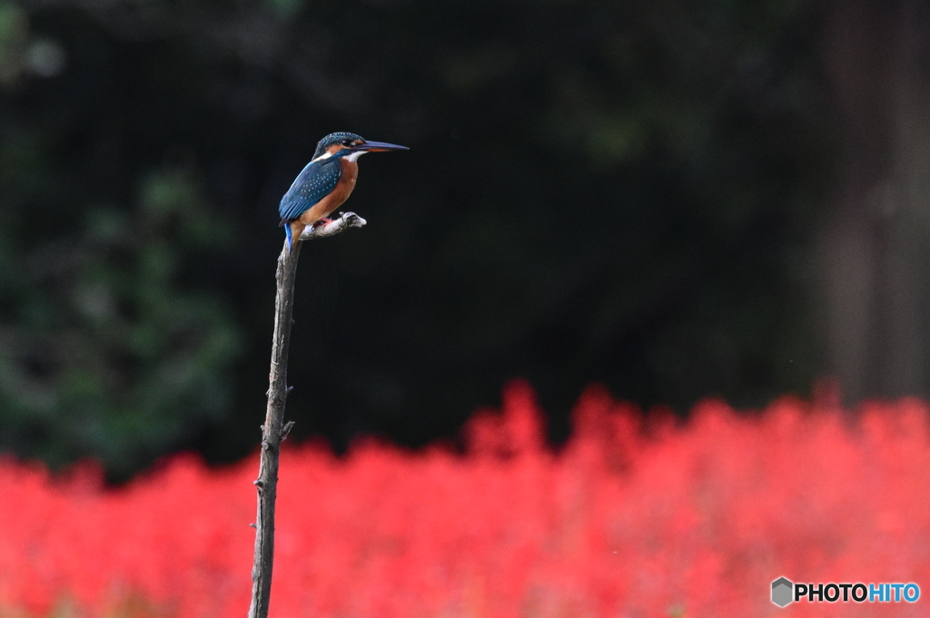 カワセミ　0236　サルビアをバックに！