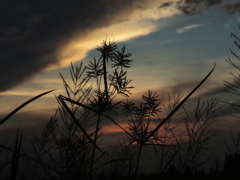 草の実と夕焼け　3019