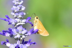 花と蝶　5887　ブルーサルビアとイチモンジセセリ