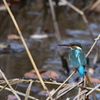 カワセミ　4348