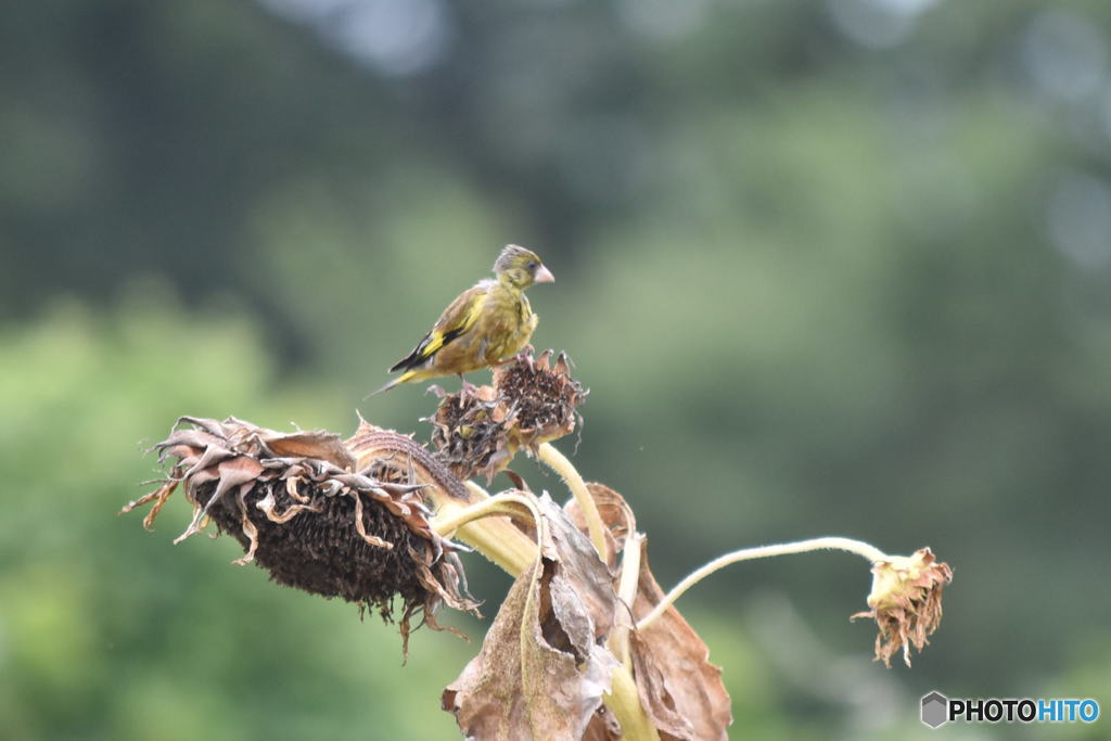 鳥と　1013　ヒマワリの種子を食べに来たカワラヒワの幼鳥