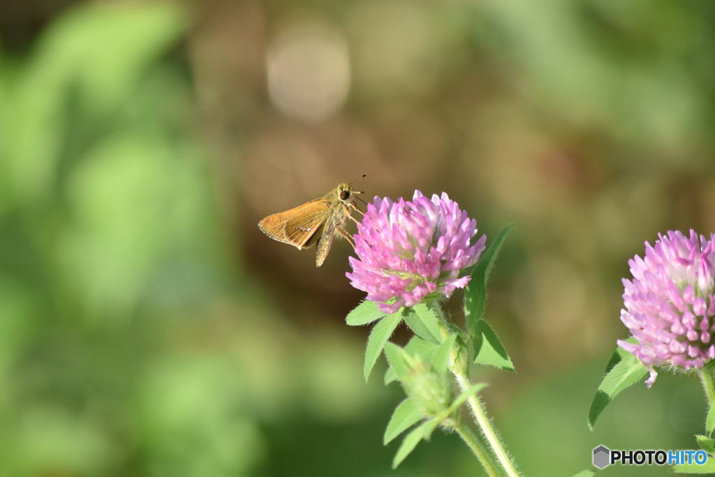 花と蝶　1242　アカツメクサとセセリチョウ