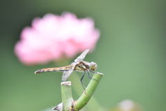 花と蜻蛉　0622　