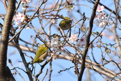 花と鳥　0338　カンザクラに来たメジロ