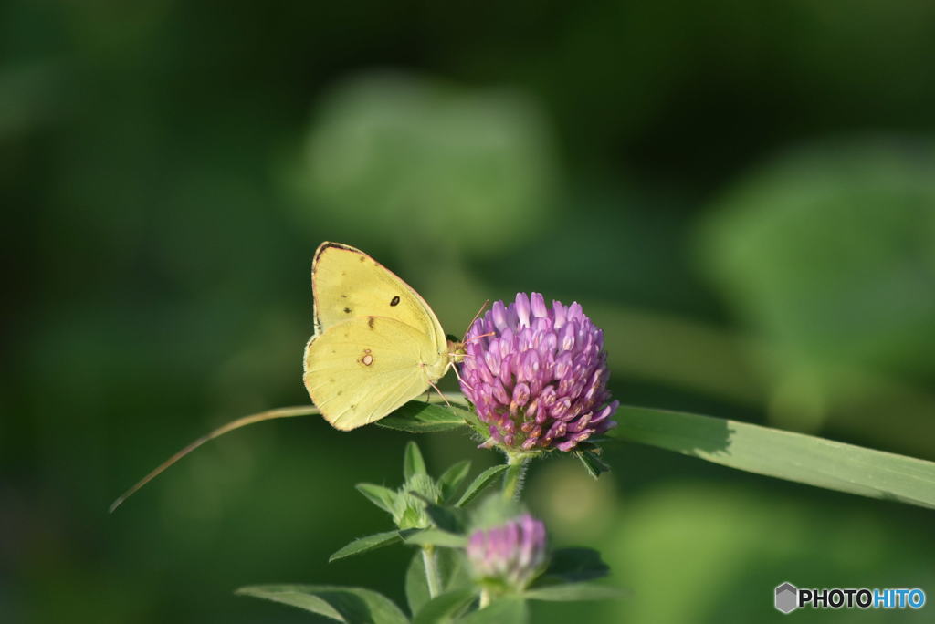 花と蝶　0920　アカツメクサとモンキチョウ