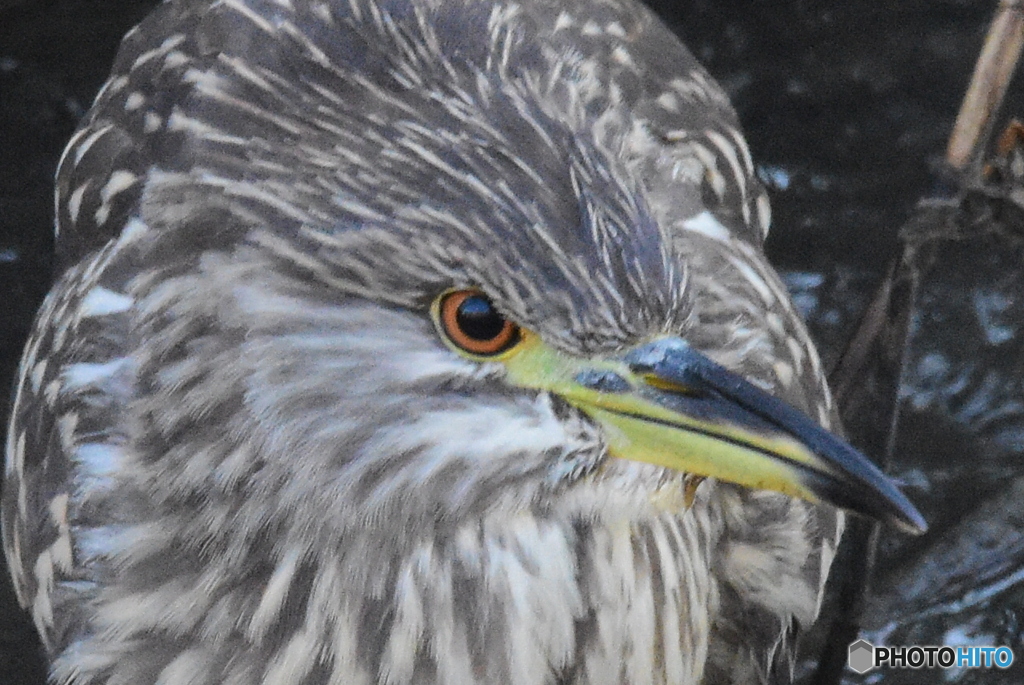 ゴイサギ　2352　幼鳥です！