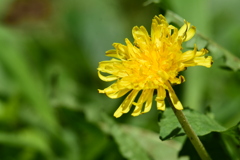 庭の花　4359　タンポポ