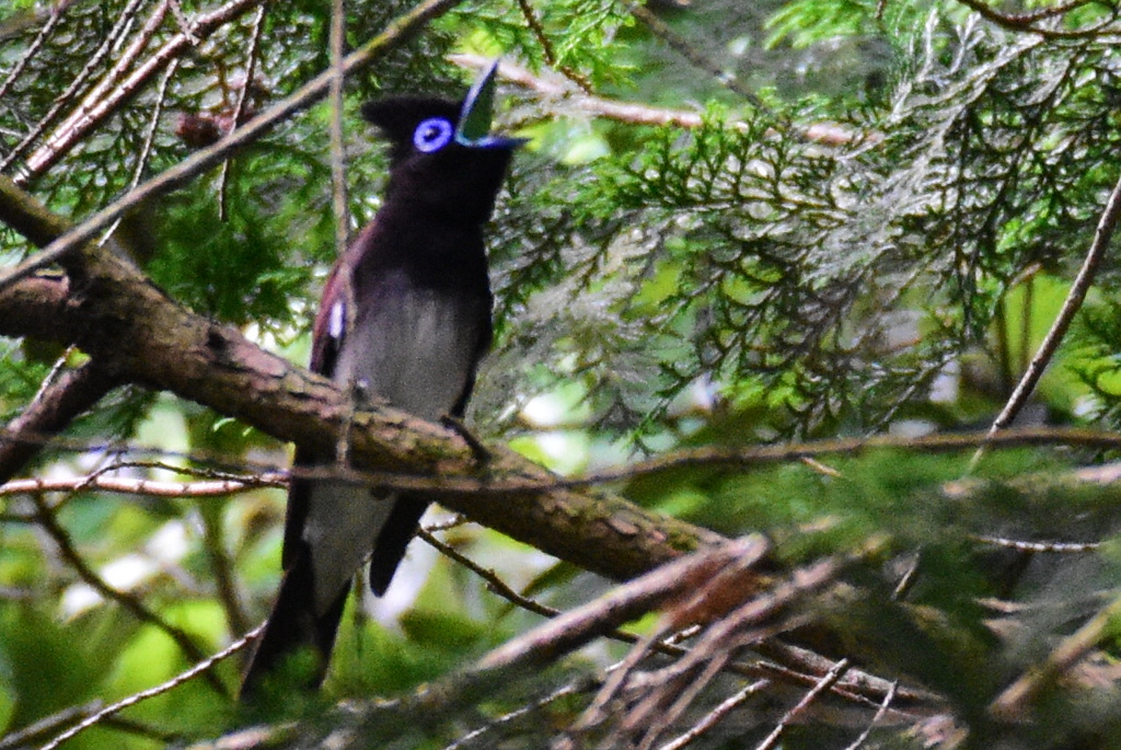 サンコウチョウ　3956　♀が鳴いていました！