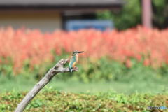 カワセミ　0065　サルビアをバックに！