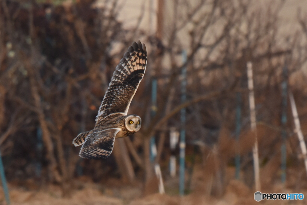 コミミズク　4030