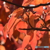 紅葉　8519　アメリカハナミズキの葉っぱの透過光！