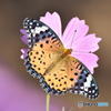 花と蝶　0849　コスモスとツマグロヒョウモン