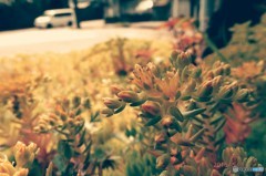 芽