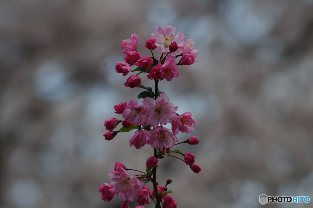 pinkwhite