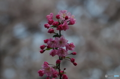 pinkwhite