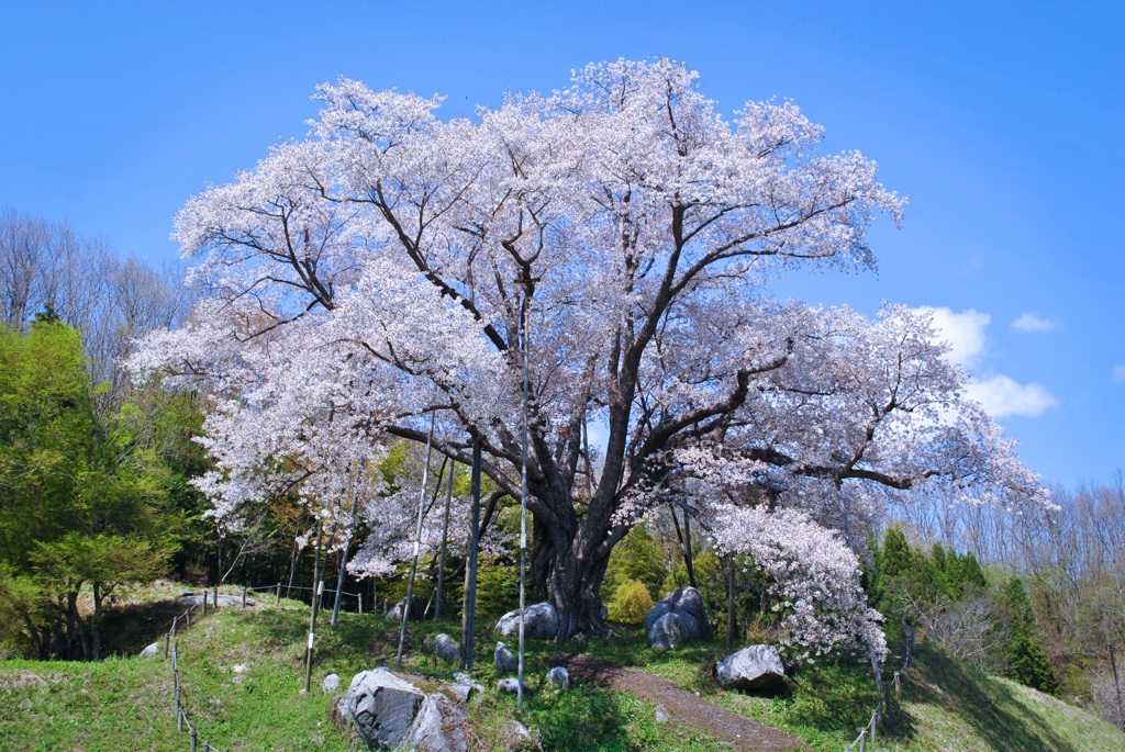 越代のサクラ(森の巨人100選)