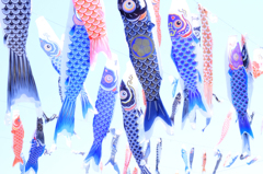 鯉空