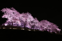 夜桜