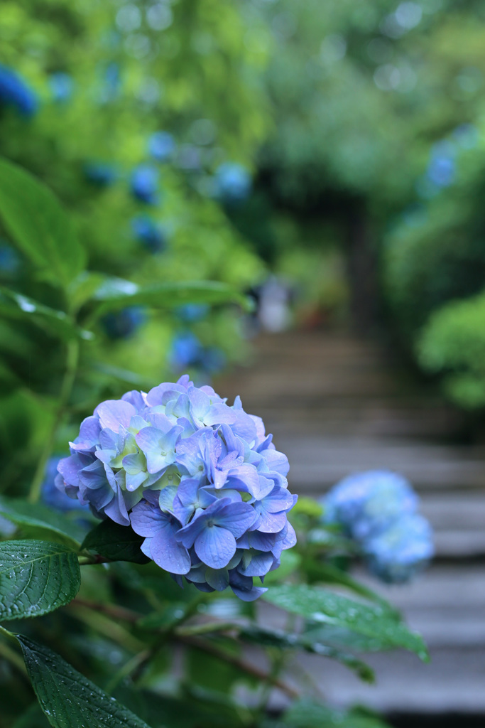 紫陽花