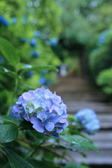 紫陽花