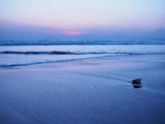 sea
