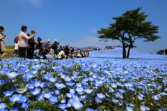 Nemophila