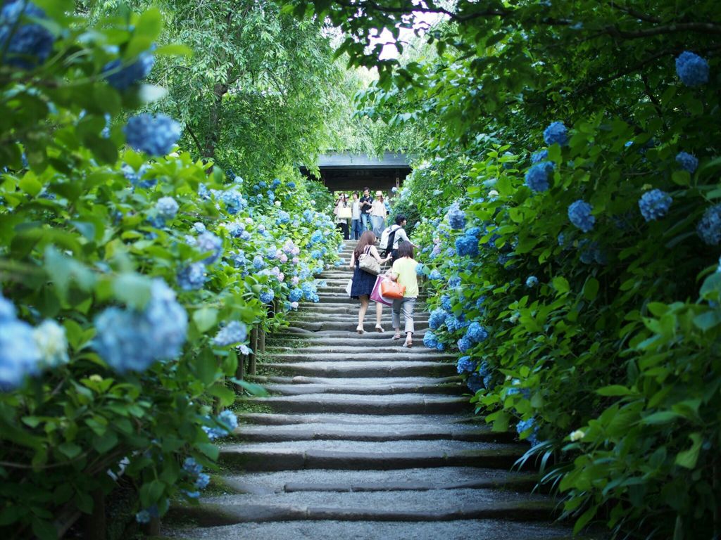 紫陽花
