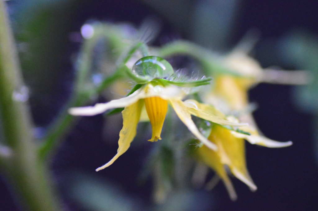 トマトの花