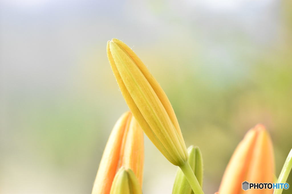 お花